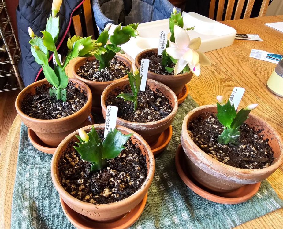 Stem are planting in clay pots to propagate Christmas cactus