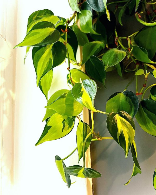 Philodendron Brasil near a window