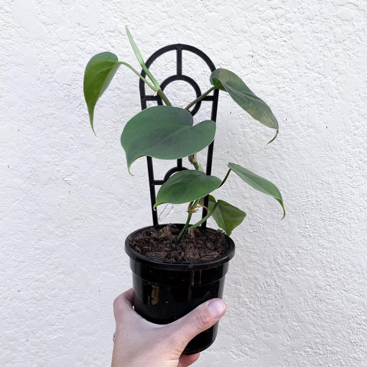 A person holding Heartleaf Philodendron in a black pot