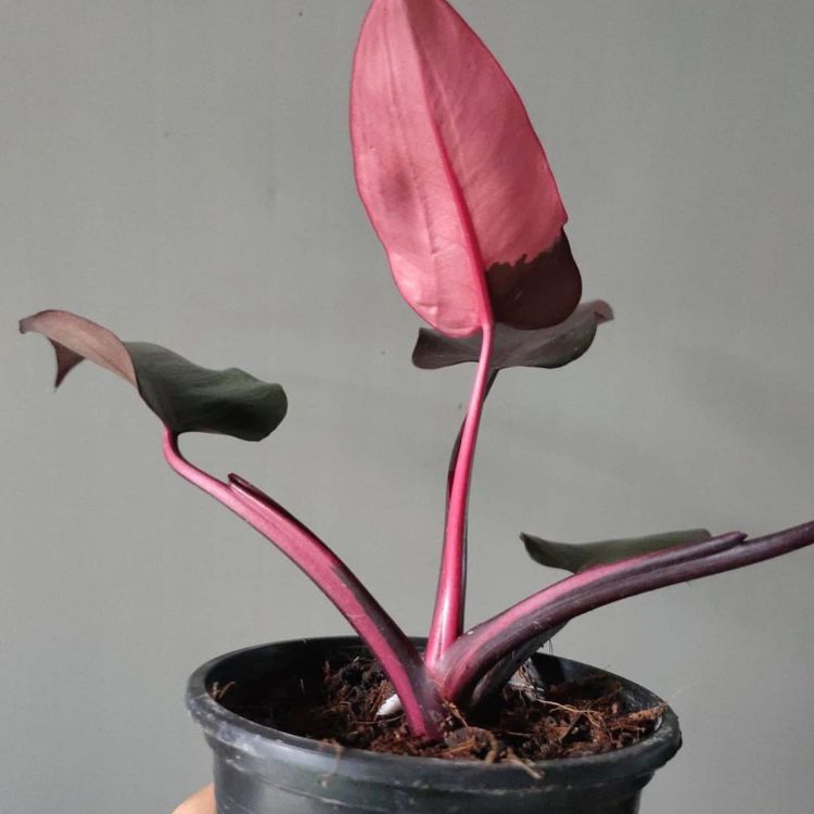 Pink Philodendron is in black pot
