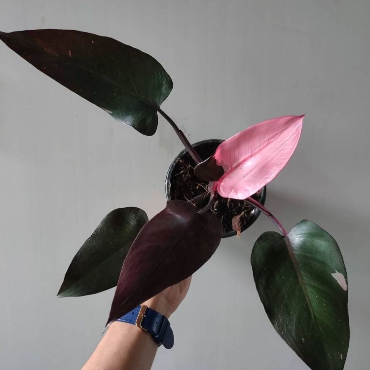 A person holding Pink Philodendron