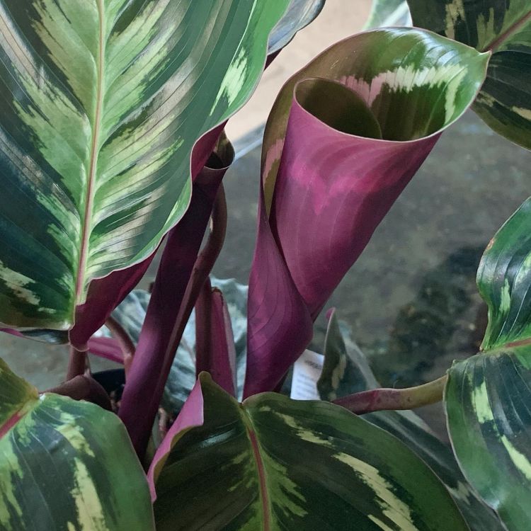 Pink Philodendron with folding pink leaf