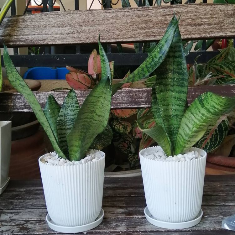 Snake Plant in two white pots