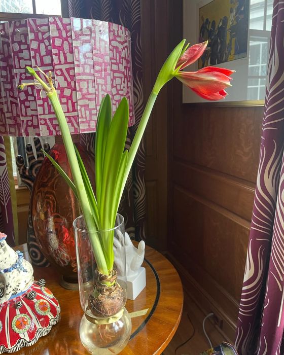 An Amaryllis is in a glass jar on a brown table
