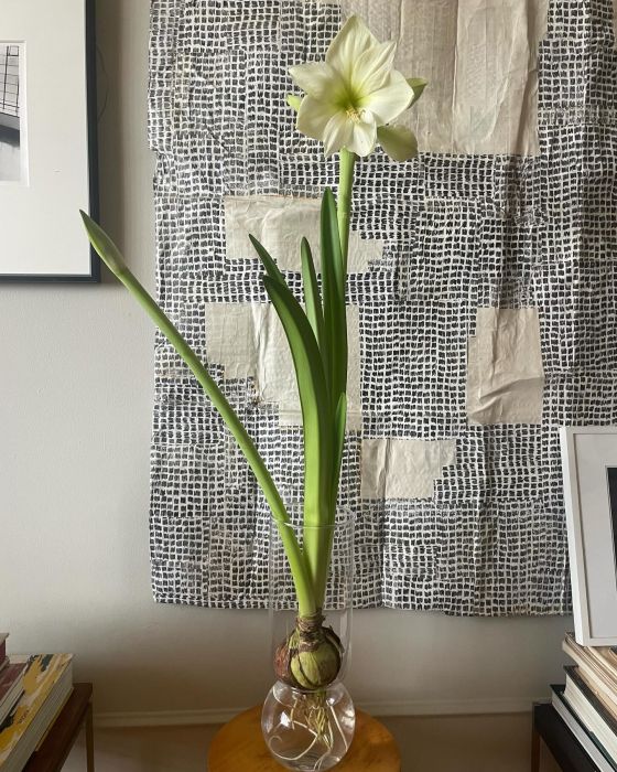 Bulb is placed in a vase to grow Amaryllis in water