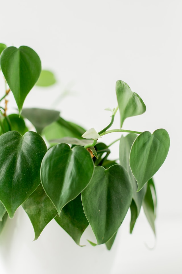 Close image of philodendron plant