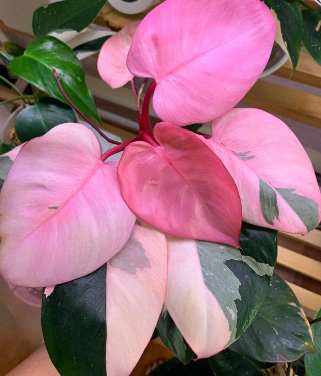 An image of Philodendron Pink Princess