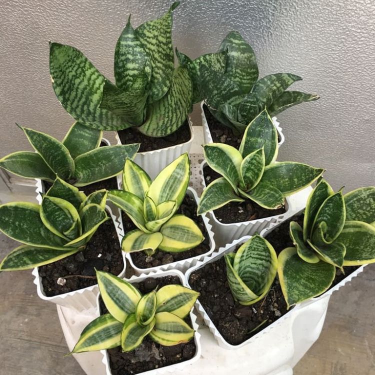 Different types of snake plants in white pots
