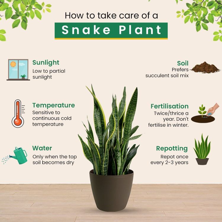 An info graphic depict of how to take care of a Snake plant