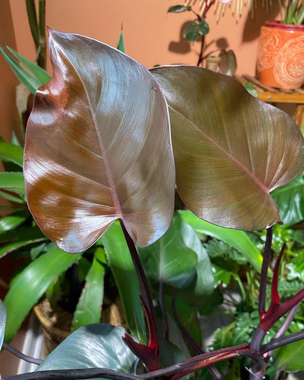 Two leaves of Blushing Philodendron