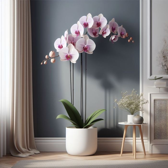 Orchid in white pot in front of a wall