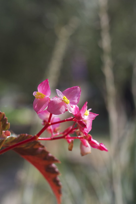 Close up image of Begonias flower