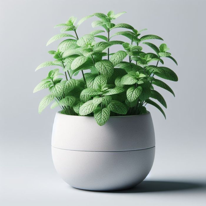 Image of fresh mint in white planter