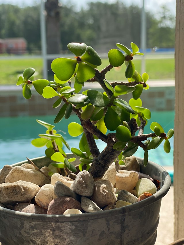 A bonsai tree in a pot on a table