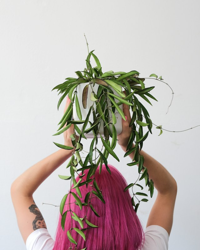 Girl with pink hair holding a hoya plant above her head