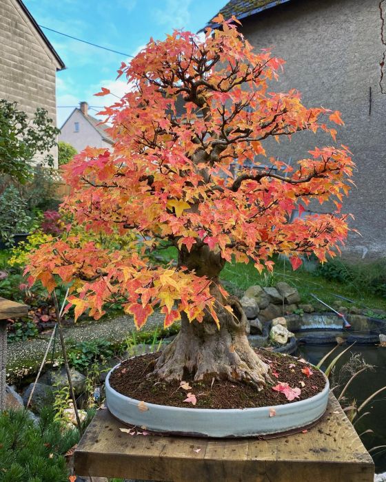 Trident Maple  is on a wooden table