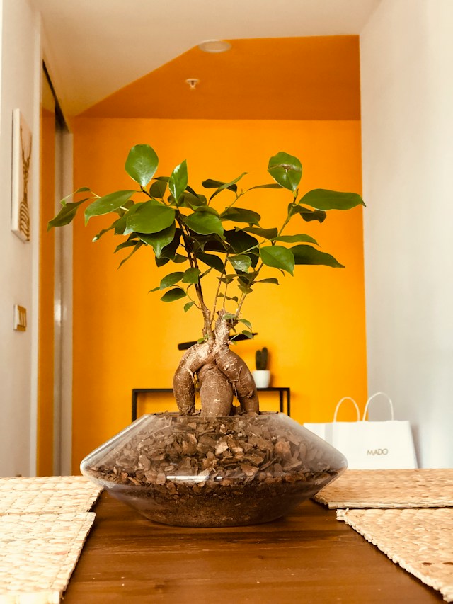 Green plant on brown ceramic vase