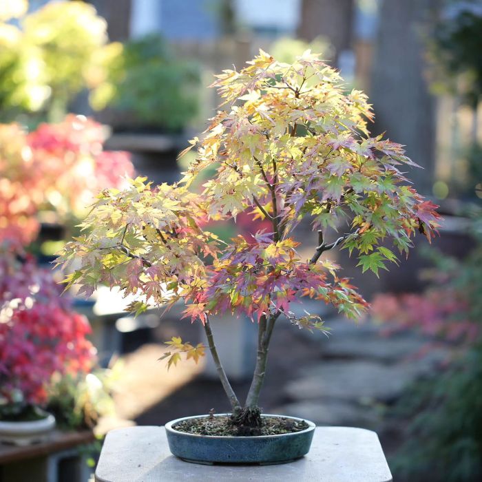 Japanese maple bonsai tree in sunlight