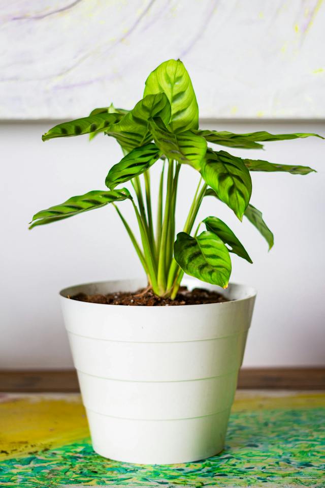 Calathea plant is a white pot near a wall