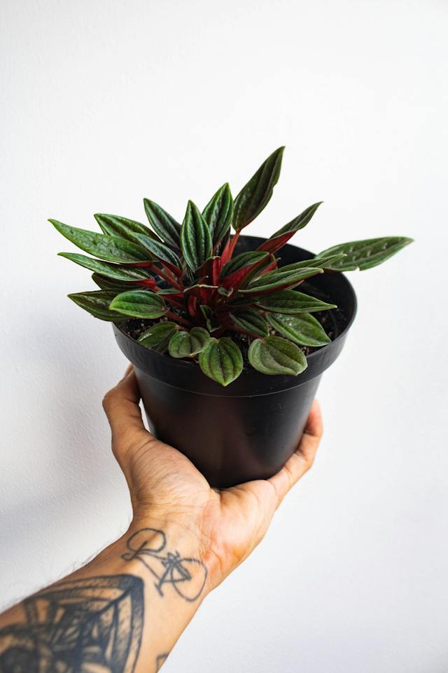 A person holding Peperomia plant in a black pot