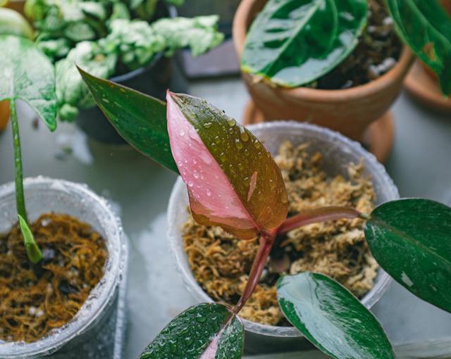 Pink Philodendron in a pot near other plants