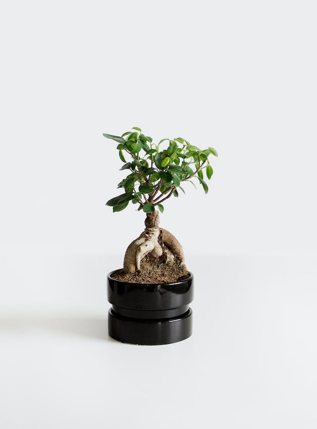 Photo of  bonsai tree on a black pot