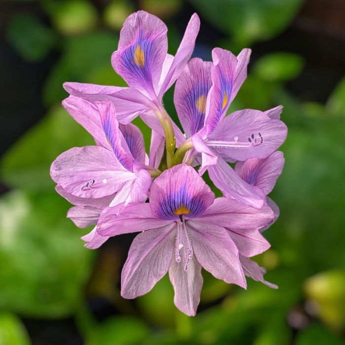 Flowers of water hyacinths