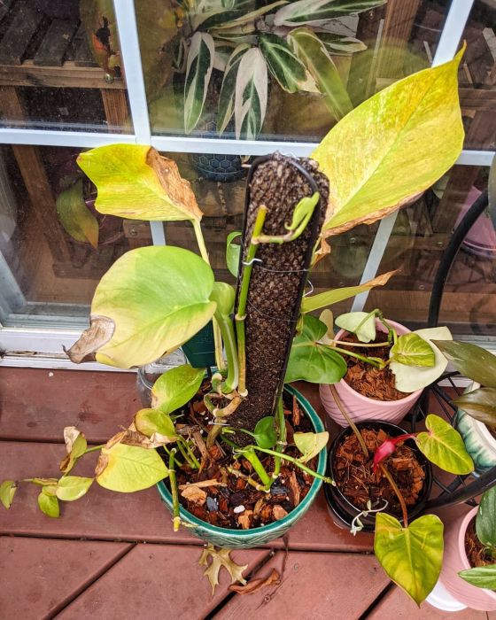 Pothos plant with the sign of overwatering