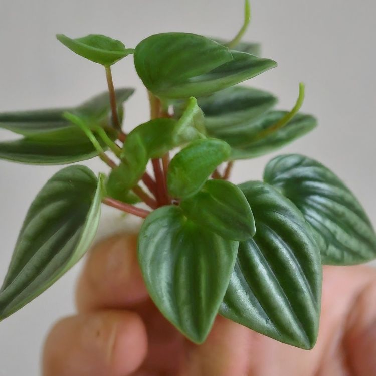 A person holding peperomia plant