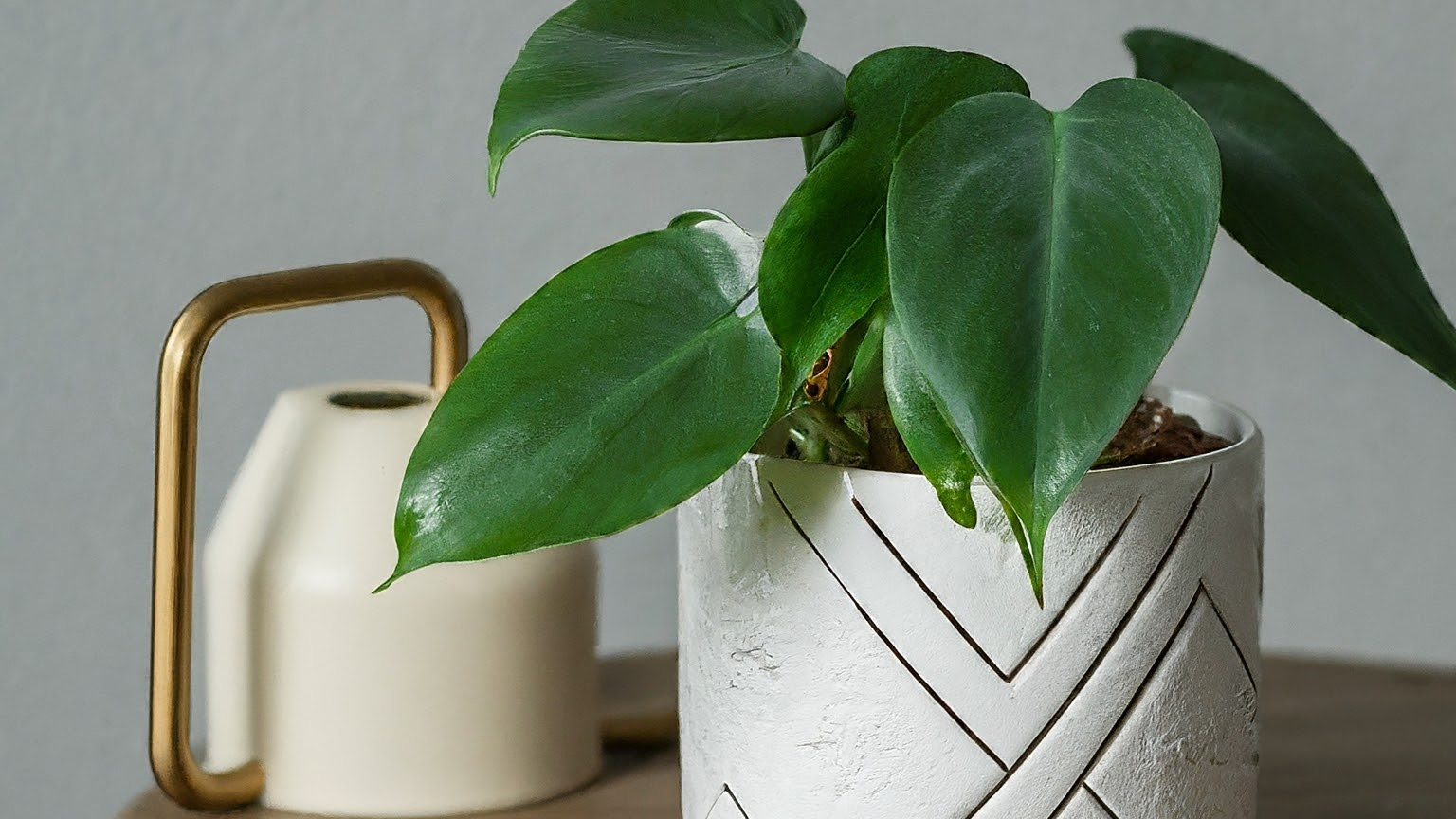 Philodendron watering