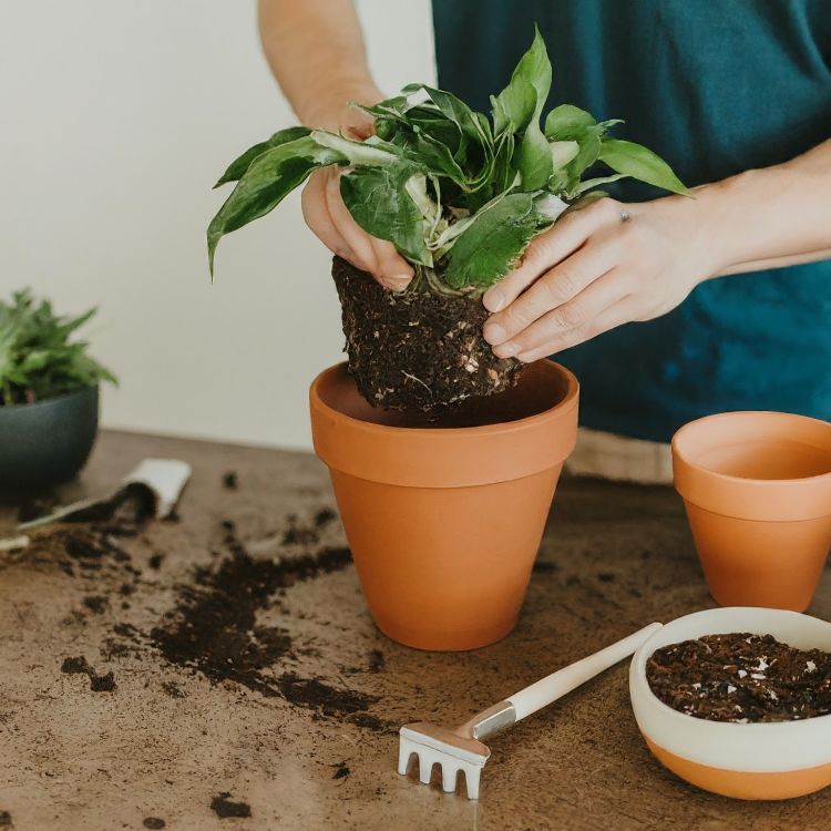 A person is repotting a plant