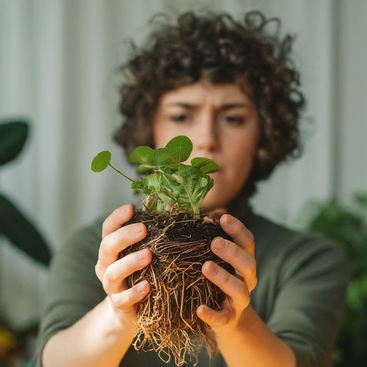 A person holding a plant with bounded roots