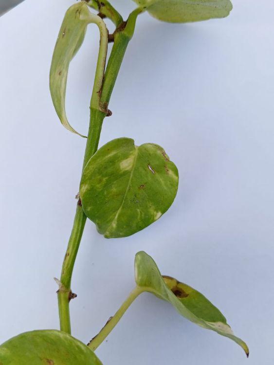 A stem of pothos vein