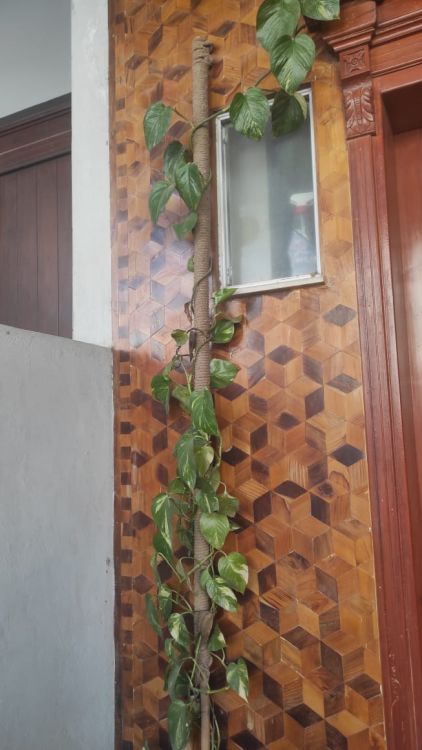 Pothos vein with stake