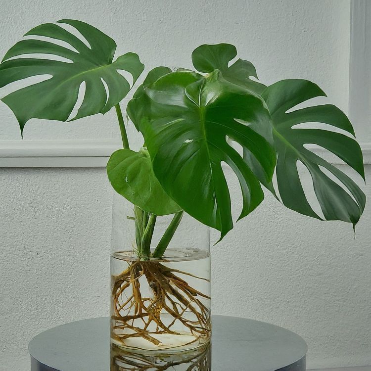 Monstera plant in water