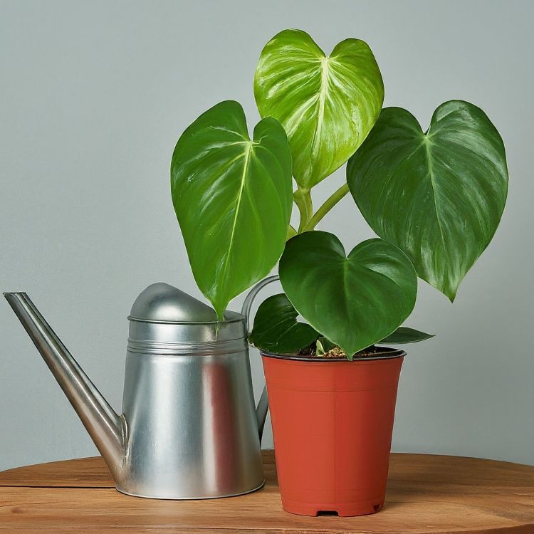 Watering cane and a plant on a wooden surface