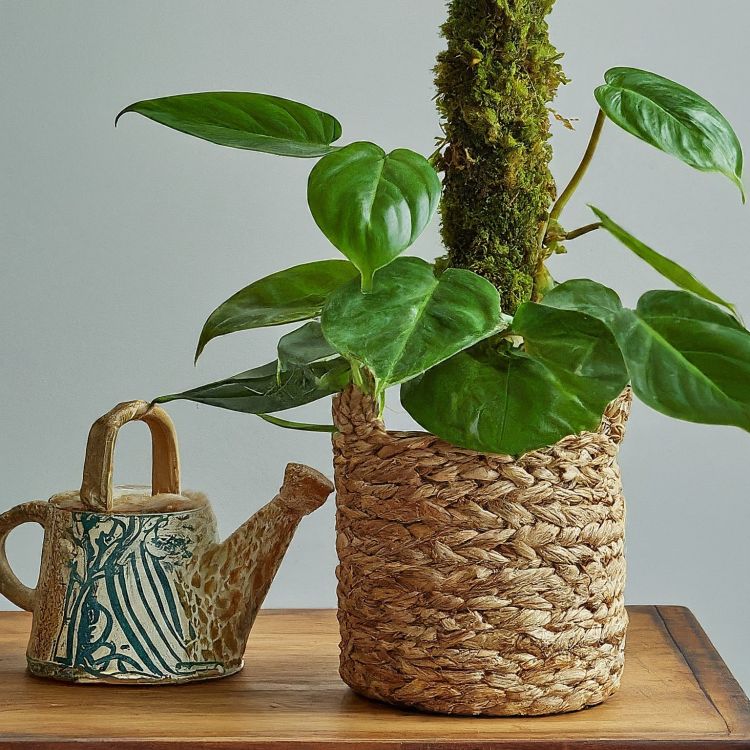Philodendron and a watering cane on a wooden surface