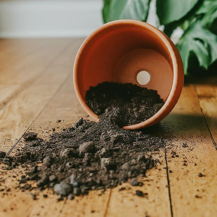 Soil on floor and in a pot