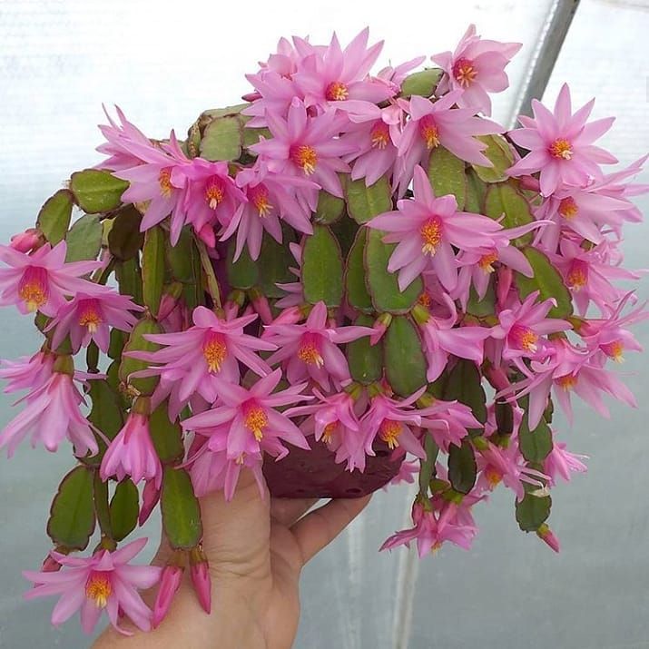 A person holding Easter cactus 
