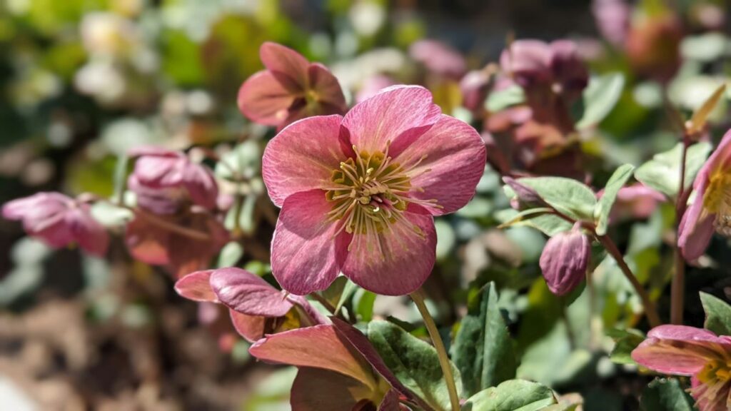 Hellebores flowers with stem