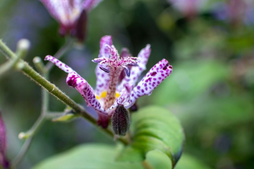 Flower of toad lily