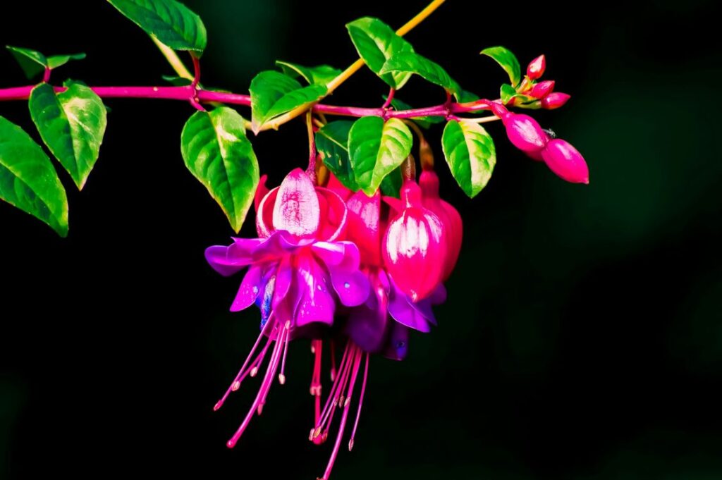 Colorful stem of fuchsia with black background