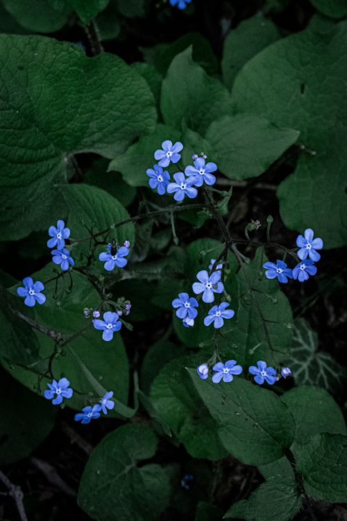 Brunnera flowers with green leaves