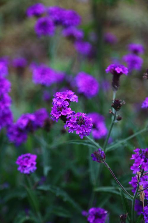 Verbena (Verbena spp.) flowers