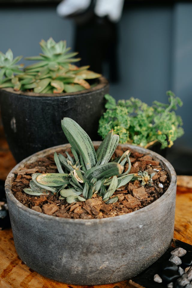 An image of Gasteria plant