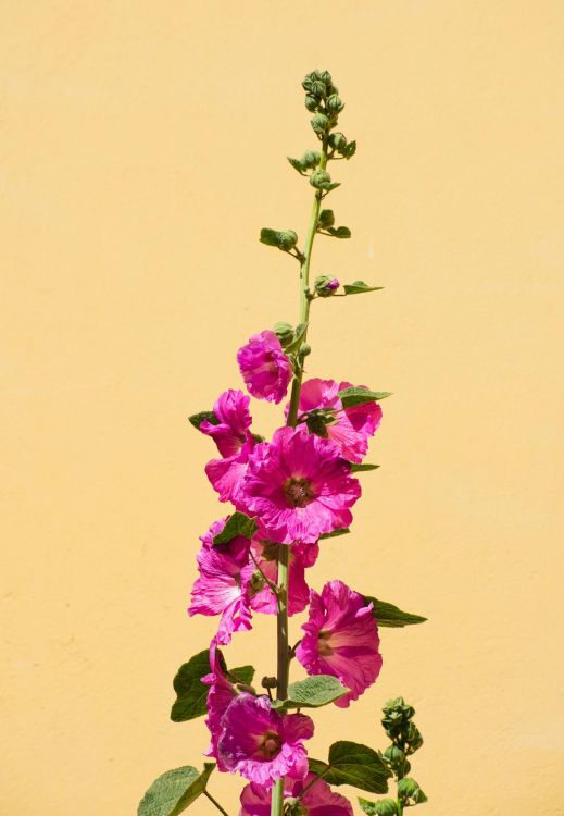 Hollyhocks with yellow background