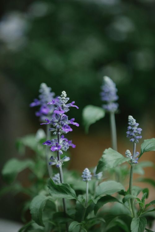 Salvias (Salvia spp.) purple   flower