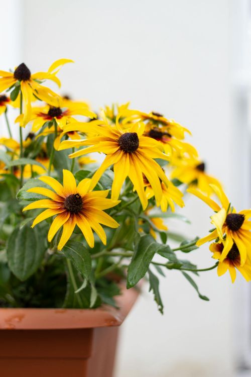 Black-eyed Susans in a pot