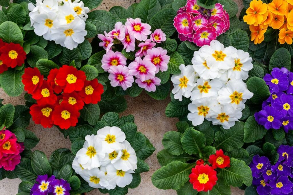 Different types of primrose