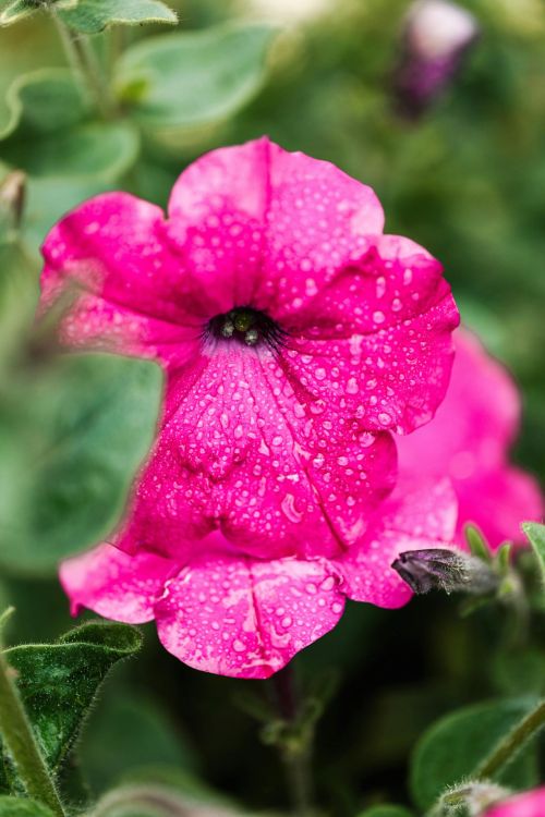 Petunias (Petunia spp.) pink flower